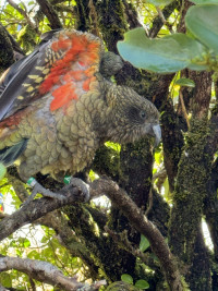 Arthur's Pass Village